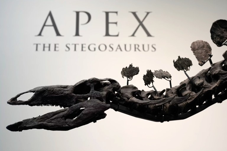 Stegosaurus fossil with signs of arthritis to be auctioned for millions in New York