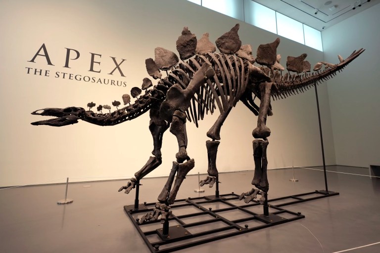 Ken Griffin purchases stegosaurus fossil for a record $44.6 million