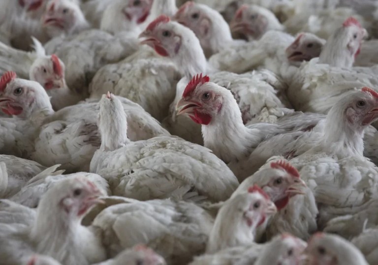 Chickens.