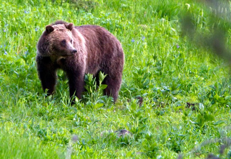 Authorities end search for Wisconsin black bear that attacked woman in backyard