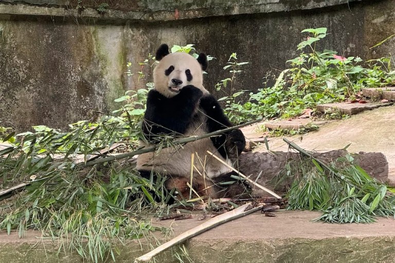 Golden State welcomes pandas to San Diego Zoo with California Panda Day