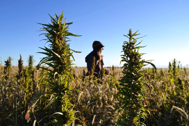 A woman stands in a hemp field.