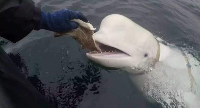 Beluga whale believed to be Russian spy found dead off coast of Norway
