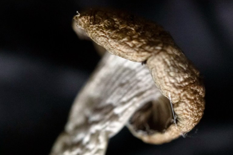Down from the high: How the West seeks to legalize and regulate psychedelic mushroom trips