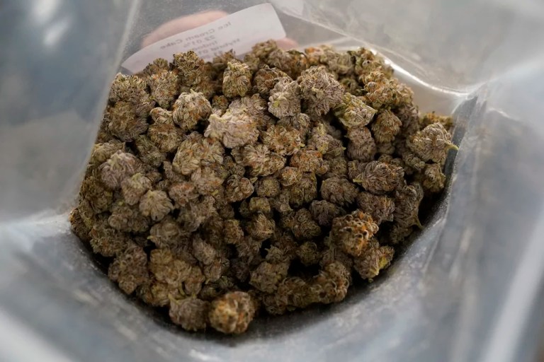 Drug legalization takes massive hit in state referenda