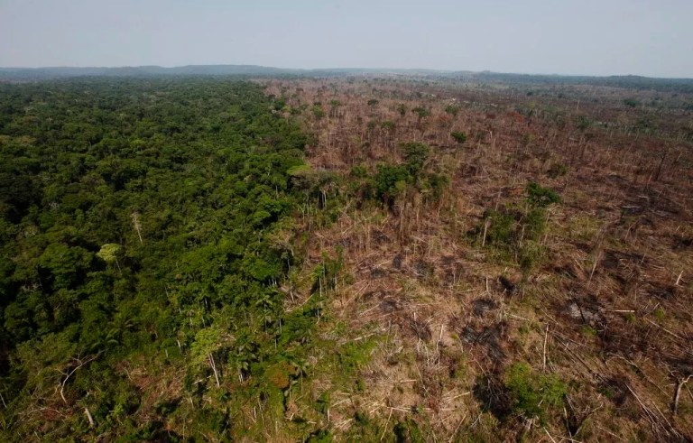 Bipartisan House group urges Biden to stop controversial EU deforestation ban