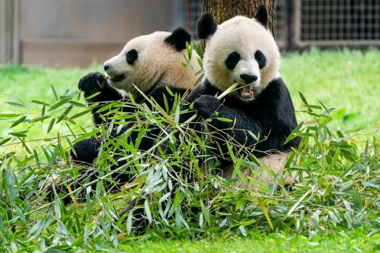 China sends two pandas to DC Smithsonian National Zoo after 11 months with none