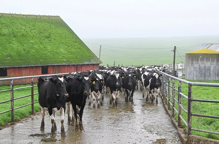 Cattle walk on a fenced-in trail at Point Reyes National Seashore of Inverness in California.