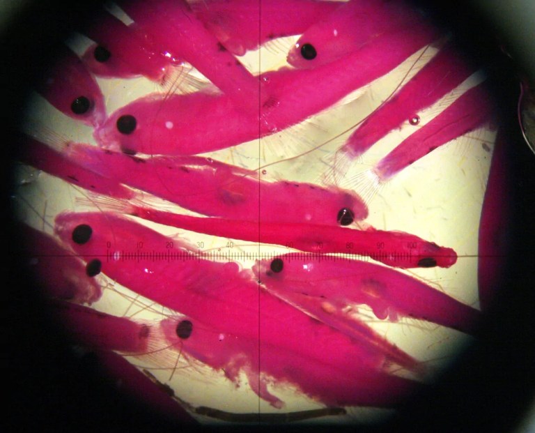 House GOP votes to end protections for small fish at heart of Trump-Newsom feud