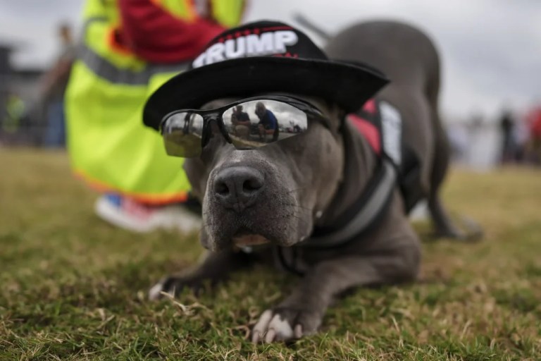 A dog with a Trump hat.