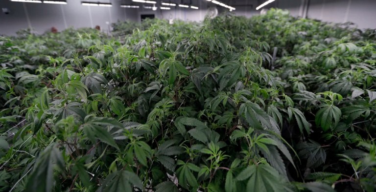Changes to voter-approved recreational marijuana still debated