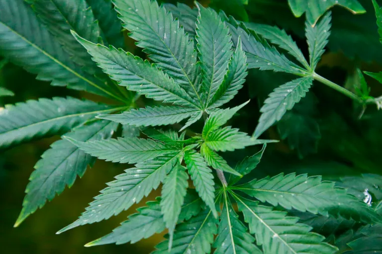 Marijuana plants are pictured at the Baker's marijuana nursery at Baker Medical Wednesday, Feb. 26, 2020, in Oklahoma City.