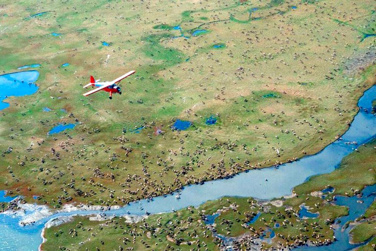 FILE - In this undated file photo provided by the U.S. Fish and Wildlife Service, an airplane flies over caribou from the Porcupine caribou herd on the coastal plain of the Arctic National Wildlife Refuge in northeast Alaska. Decades-long political and legal battles over drilling in America's largest wildlife refuge took another turn when the Biden administration suspended oil and gas leases in Alaska's Arctic National Wildlife Refuge. The move Tuesday, June 1, 2021, was a blow to oil and gas proponents, who came as close as they ever have to starting a drilling program after the refuge was expanded 40 years ago to include the oil-rich coastal plain. (U.S. Fish and Wildlife Service via AP, File)