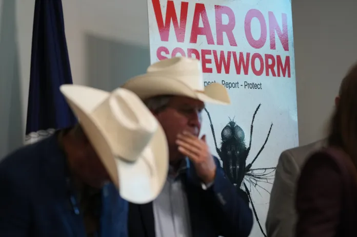 Senate Democrats push USDA to boost efforts targeting ‘evolving’ screwworm outbreak
