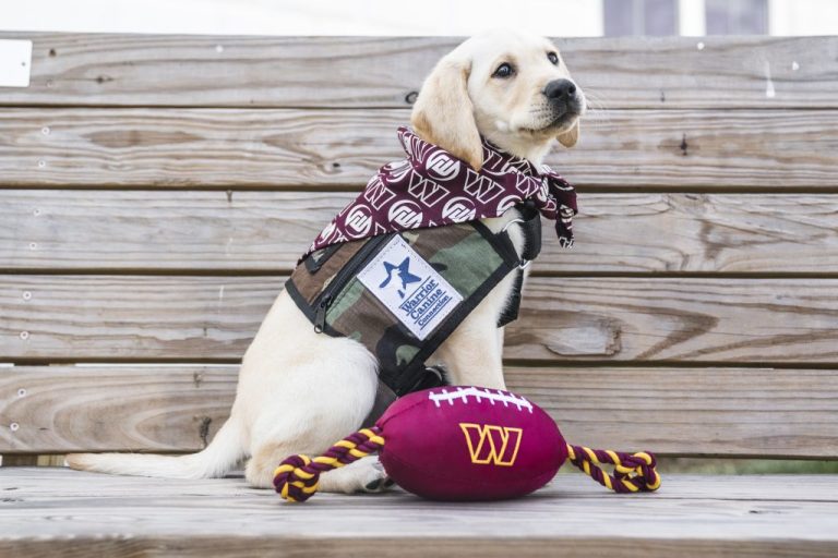 The Washington Commanders' team dog, TJ.