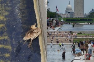 Secrets visited the Reflecting Pool and found a dead duckling