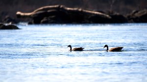 Boy goes missing while swimming in Potomac River by Great Falls Park